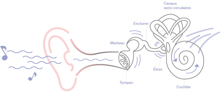 Bruit : Le fonctionnement de l’oreille